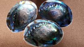 Abalone schelp