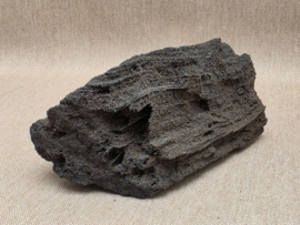 Versteend hout van de sequoia boom of mammoetboom, Duitsland