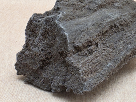 Versteend hout van de sequoia boom of mammoetboom, Duitsland