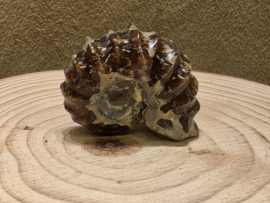 Ammoniet