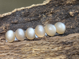 Maansteen cabochons set van 2