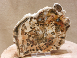 Versteend hout schijf