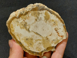 Versteend hout schijf/plak