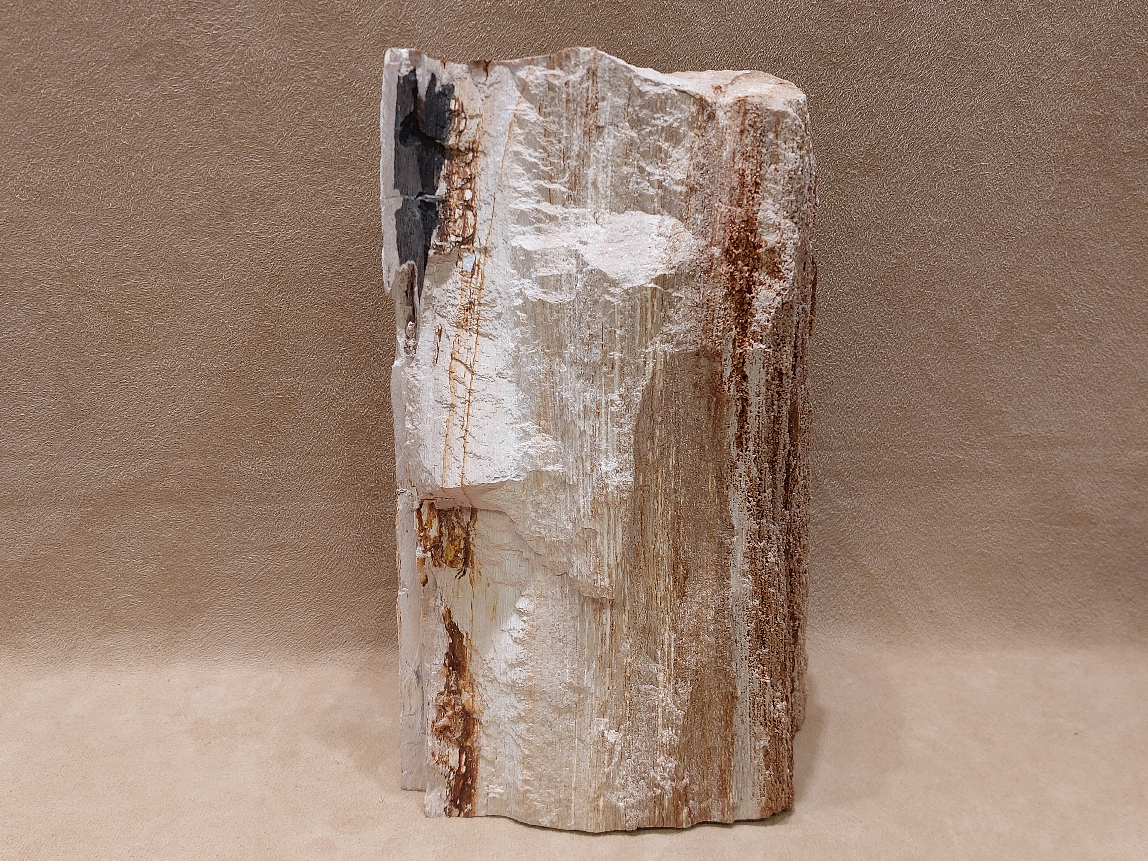 Versteend hout uit Indonesië