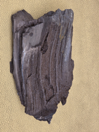 Versteend hout van de sequoia boom of mammoetboom, Duitsland