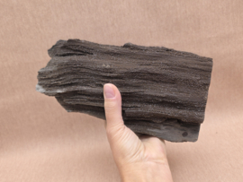 Versteend hout van de sequoia boom of mammoetboom, Duitsland