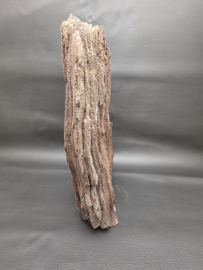 Versteend hout van de sequoia boom of mammoetboom, Duitsland