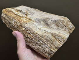 Versteend hout uit Indonesië