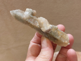 Feeënkwarts of heksenvinger uit Afrika