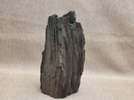 Versteend hout van de sequoia boom of mammoetboom, Duitsland