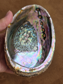 Abalone schelp groot