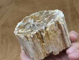 Versteend hout stam