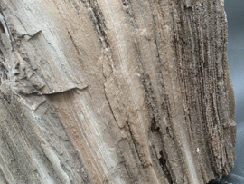 Versteend hout van de sequoia boom of mammoetboom, Duitsland