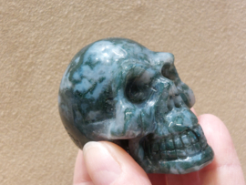 Mosagaat human skull