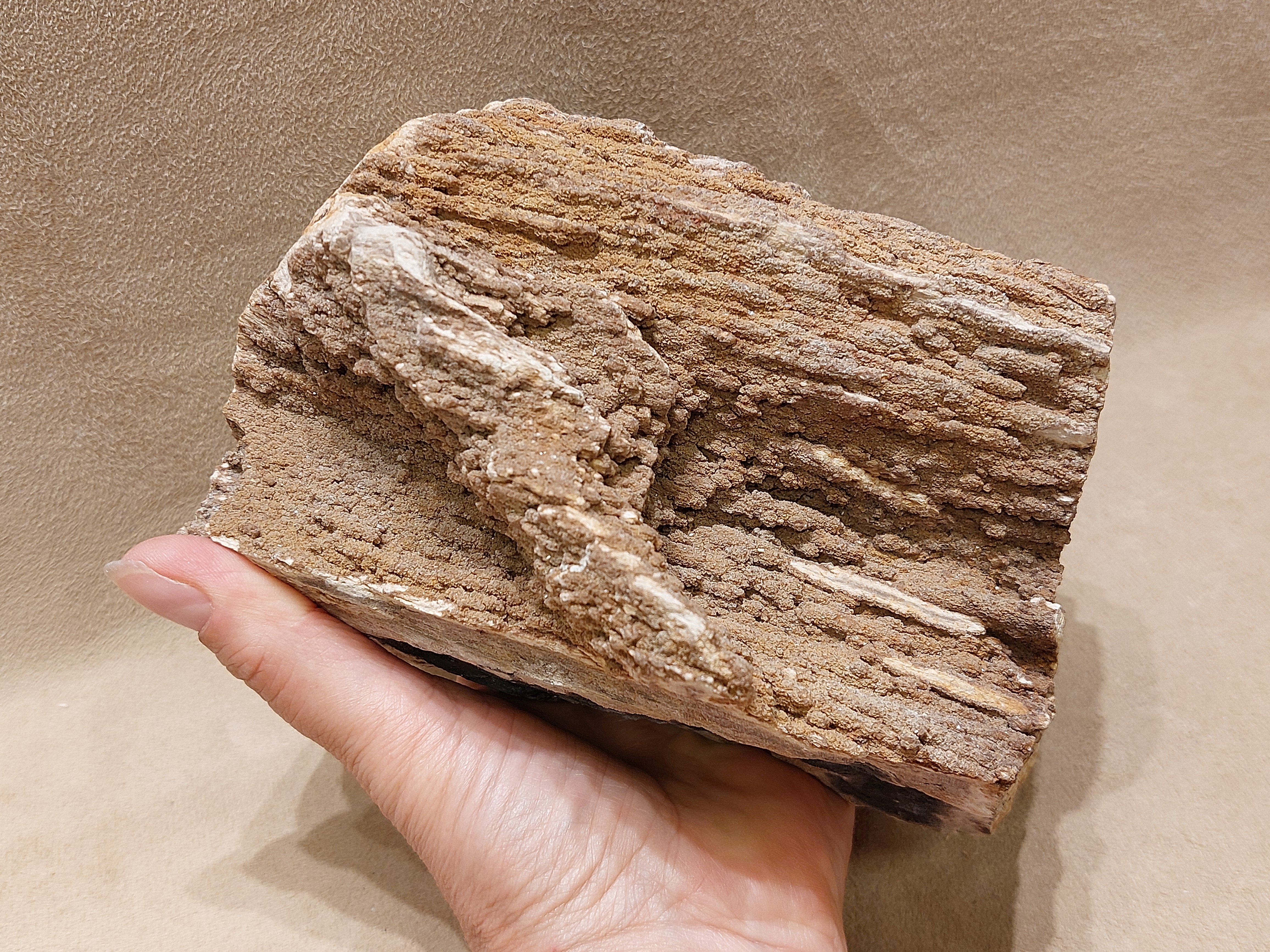 Versteend hout uit Indonesië