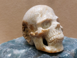 Fossiel koraal human skull