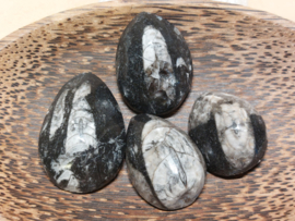 Orthoceras knuffelsteen