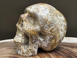 Fossiel koraal human skull