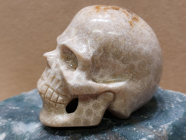 Fossiel koraal human skull