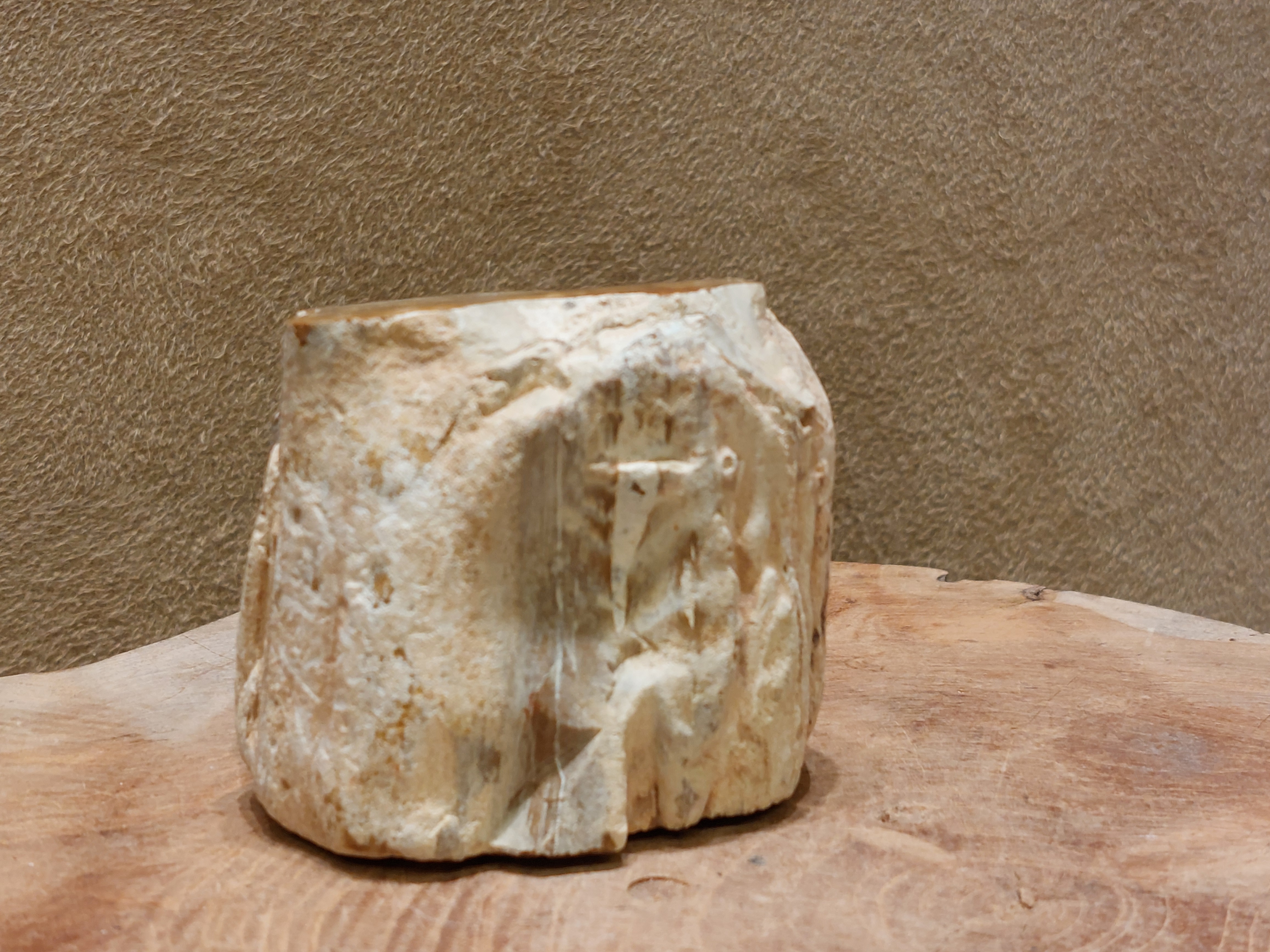 Versteend hout stammetje