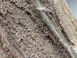 Versteend hout van de sequoia boom of mammoetboom, Duitsland