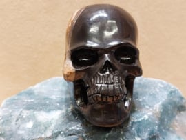 Versteend hout human skull