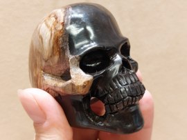 Versteend hout human skull