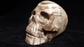 Versteend hout human skull