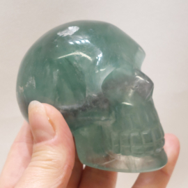 Fluoriet human skull