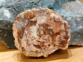 Versteend hout schijf