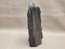 Versteend hout van de sequoia boom of mammoetboom, Duitsland