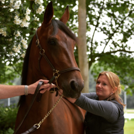 Behandeling osteopathie paard/pony