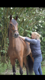 Behandeling osteopathie paard/pony