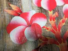 Houten wandpaneel  Frangipani wit/rood/roze. 30,5 x 30,5 x 4 cm. Handwerk uit Ubud, geschilderd op juthout.