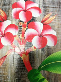 Houten wandpaneel  Frangipani rood/wit. 30,5 x 30,5 x 4 cm. Handwerk uit Ubud, geschilderd op juthout.