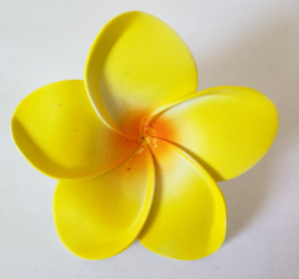 Maxi Frangipani bloem geel. Diameter 10 cm.  Max. 1 product per bestelling van min. 10 euro.