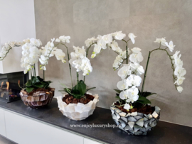 Schelpenvaas Bowl opgemaakt op met orchidee - zilvergrijs