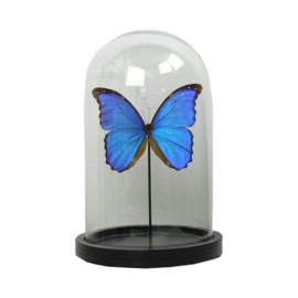 Vlinder Morpho Didius in stolp (blauw groot)