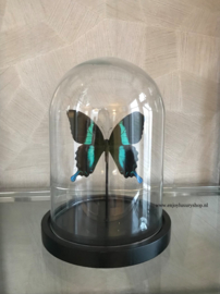 Vlinder Papilio Ulysses Ulysses (groen)
