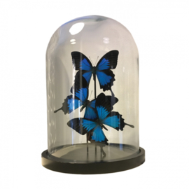 3 Vlinders Papilio Ulysses in stolp (blauw)