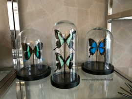 2 Vlinders Papilio Phorcas in stolp (groen)