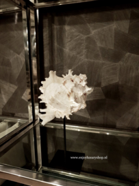 Schelp op standaard (2)