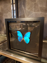 Vlinder PapilioMorpho Didius in schilderij (blauw)