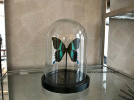 Vlinder Papilio Ulysses Ulysses (groen)