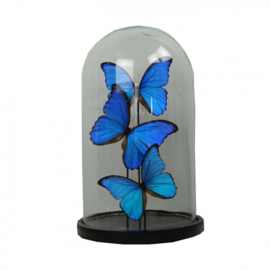 3 Vlinders Morpho Didius in stolp (blauw groot)