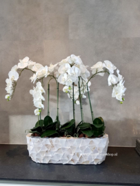 Schelpenbak opgemaakt met orchideeën / parelmoer wit