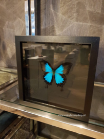 Vlinder Papilio Ulysses Ulysses in schilderij (blauw/zwart)