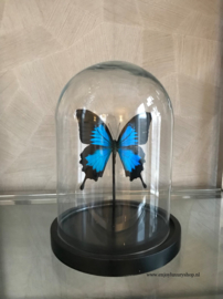 Vlinder Papilio Ulysses Ulysses (blauw)