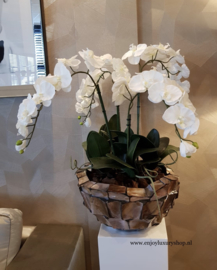 Schelpenvaas Bowl opgemaakt met orchidee - bruin/rosé