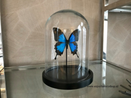 Vlinder Papilio Ulysses Ulysses (blauw)